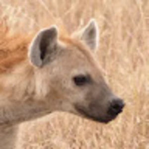 Meet your Posher, Isaiah